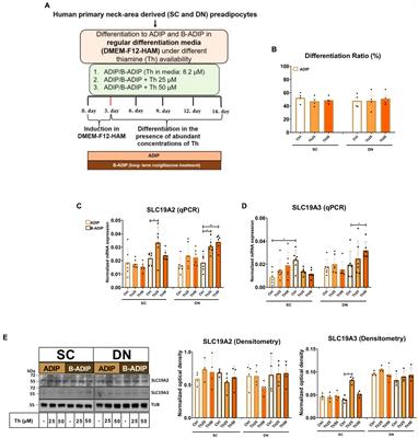 Extracellular thiamine concentration influences thermogenic competency of differentiating neck area-derived human adipocytes